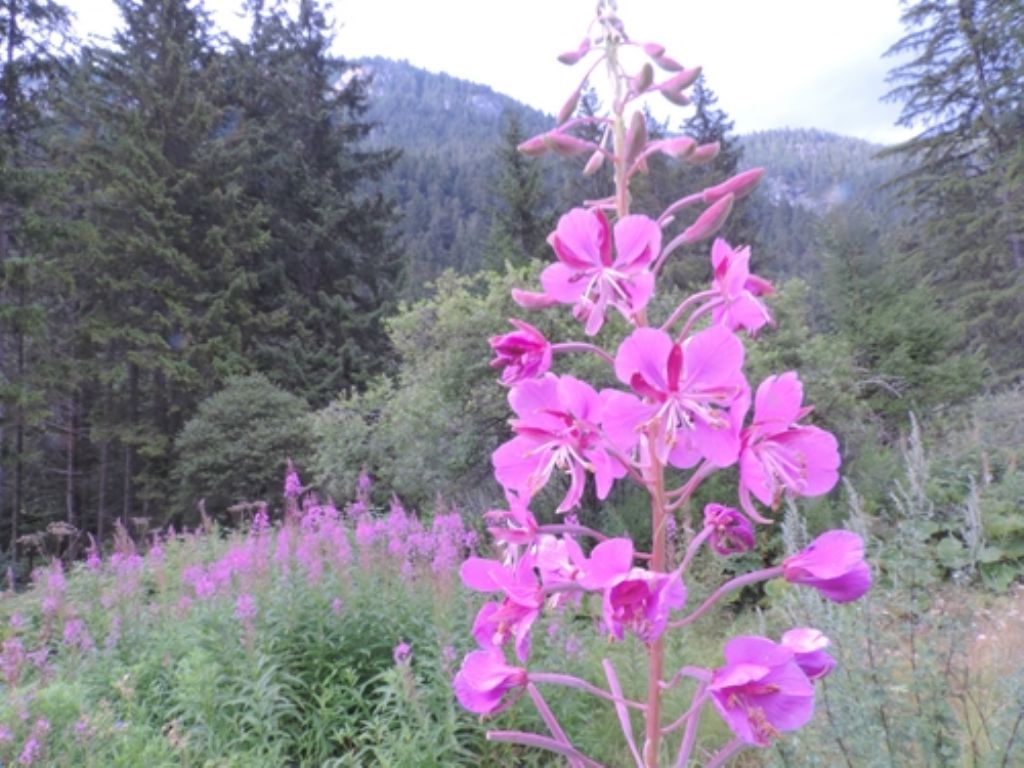 Chamaenerion angustifolium (ex Epilobium angustifolium)